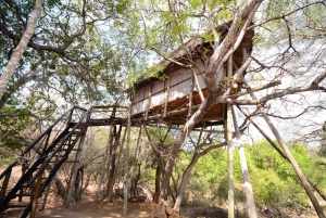 Kruger National Park: 3-Day Safari Tour and Treehouse Stay