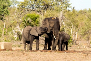 Kruger National Park: 3-Day Safari Tour and Treehouse Stay