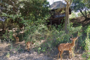 Kruger National Park: 3-Day Safari Tour and Treehouse Stay
