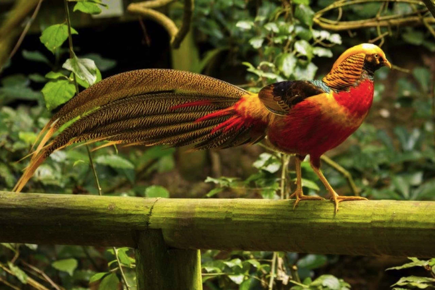 Monkeyland, Uccelli dell'Eden, Jukani - Santuari animali
