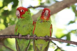 Monkeyland, Birds of Eden, Jukani - Animal Sanctuaries