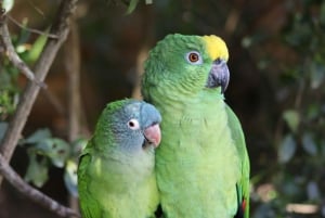 Monkeyland, Birds of Eden, Jukani - Animal Sanctuaries