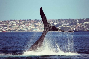 Mossel Bay: Whale Watching and Seal Island Boat Trip