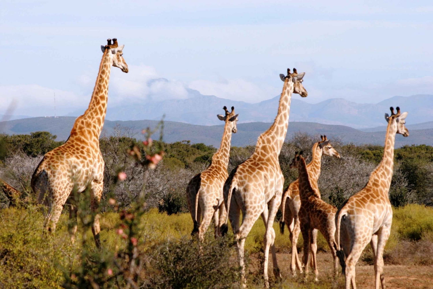 Oudtshoorn: 2-Hour Open Game Drive with Refreshments