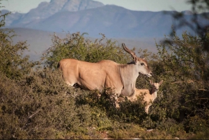 Oudtshoorn: 2-Hour Open Game Drive with Refreshments