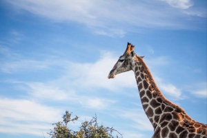 Oudtshoorn: 2-Hour Open Game Drive with Refreshments