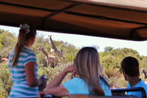 Oudtshoorn: 2-Hour Open Game Drive with Refreshments