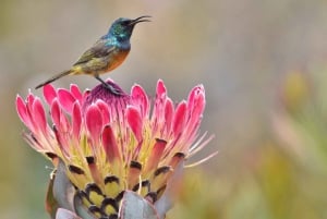 Oudtshoorn: Fågelskådningsäventyr med frukost