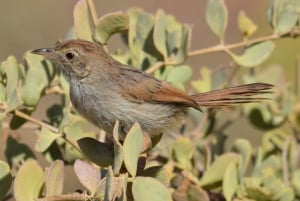 Oudtshoorn: Fågelskådningsäventyr med frukost