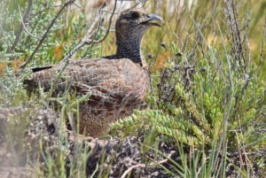 Oudtshoorn: Fågelskådningsäventyr med frukost