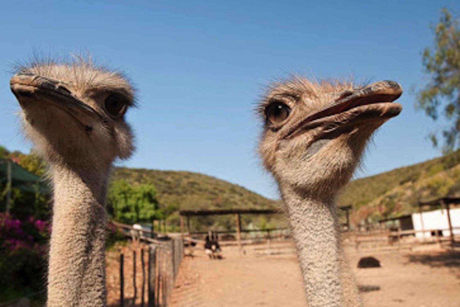 Oudtshoorn: Guided Ostrich Farm Tour