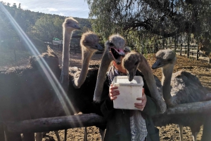Oudtshoorn: Guided Ostrich Farm Tour