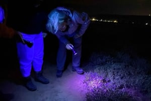 Oudtshoorn: Night Time Nature Walk