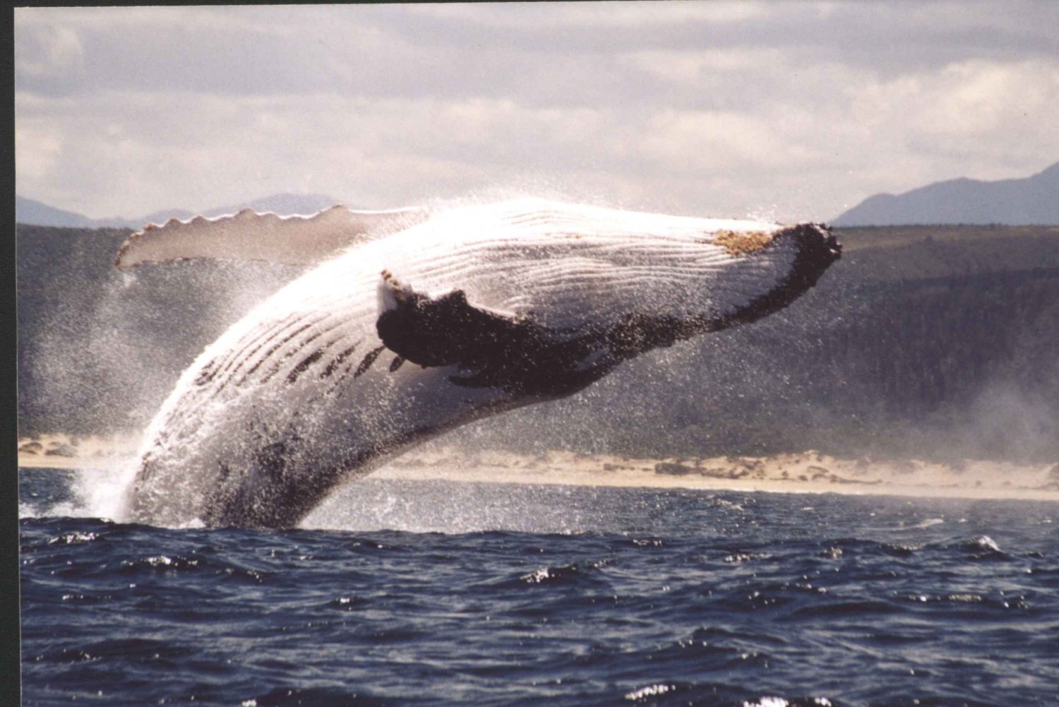 Zatoka Plettenberg: Rejs w poszukiwaniu wielorybów
