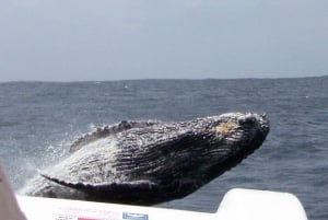 Plettenberg Bay: Whale-Watching Cruise