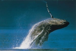 Baía de Plettenberg: Cruzeiro para observação de baleias