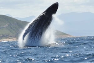Plettenberg Bay: Whale-Watching Cruise