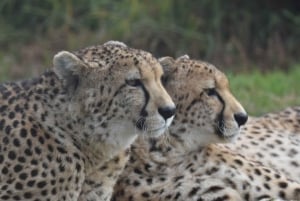 Plettenberg Bay: Cats in Conservation: Cats in Conservation Full Day Tour