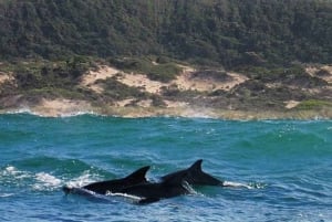 Plettenberg Bay: Dolphin and Marine Tour