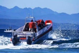 Plettenberg Bay: Dolphin and Marine Boat Tours