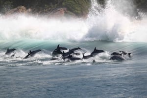 Plettenberg Bay: Dolphin & Marine Tours