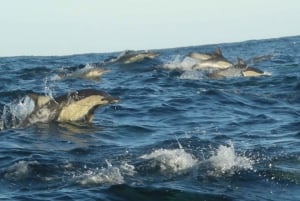 Plettenberg Bay: Dolphin & Marine Tours