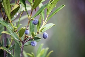 Zatoka Plettenberg: Całodniowy pakiet dzika przyroda i wellness