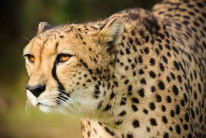 Plettenberg Bay: Guided Forest Walk and Wild Cat Experience