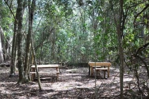 Plettenberg Bay: Guided Forest Walk and Wildlife Tour