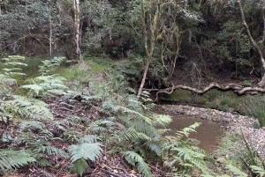 Plettenberg Bay : Promenade guidée dans la forêt et visite de la faune