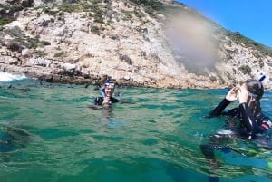 Plettenberg Bay: Guided Seal Swimming Experience