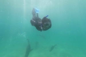 Bahía de Plettenberg: Experiencia de nadar con focas