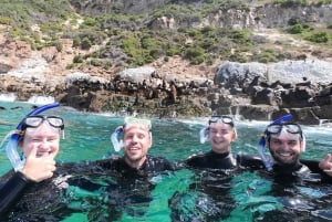 Plettenberg Bay: Seal Swimming Experience