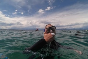 Plettenberg Bay: Guided Seal Swimming Experience