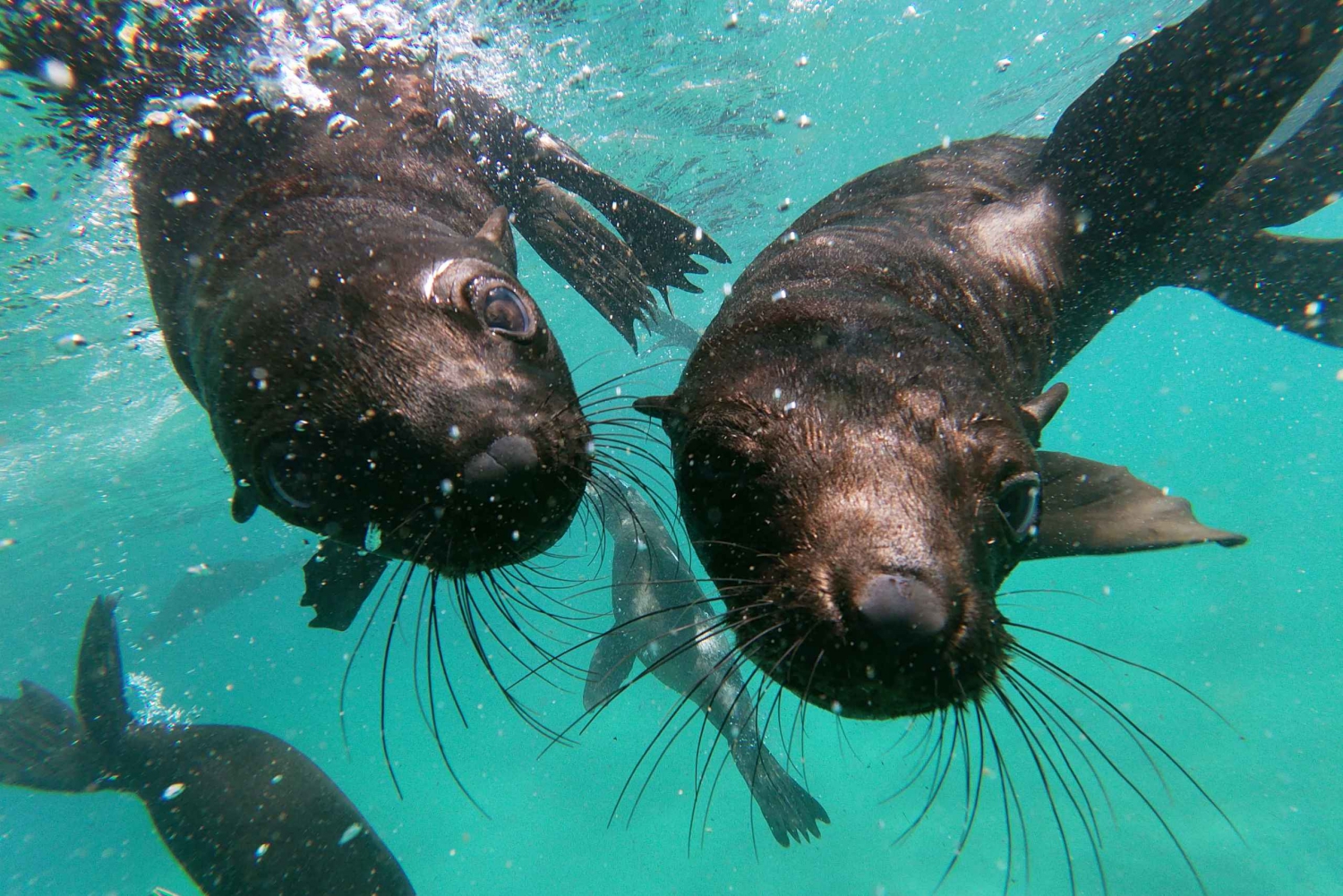 Plettenberg Bay: Seal Colony Viewing Excursion