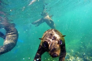 Plettenberg Bay: Exkursion zur Besichtigung der Robbenkolonie
