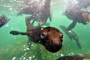 Плеттенберг-Бей: экскурсия по осмотру колонии тюленей