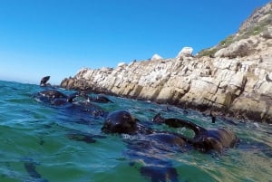 Plettenberg Bay: Seal Colony Viewing Excursion