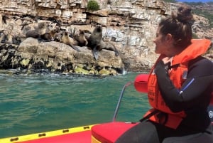 Baia di Plettenberg: Gita in barca per vedere le foche