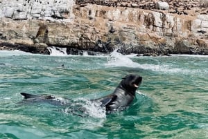 Plettenberg Bay : Excursion en bateau pour observer les phoques