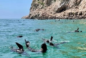 Plettenberg Baai: Zeehonden bekijken boottocht
