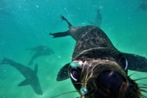 Baía de Plettenberg: Nadar com focas