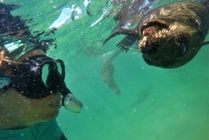 Plettenberg Bay : Nager avec les phoques