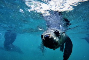 Bahía de Plettenberg: Nada con focas