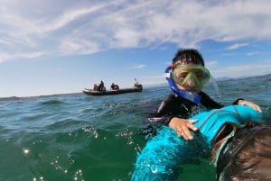 Plettenberg Bay: Swim with Seals