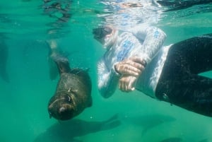 Plettenberg Bay: Schwimmen mit den Robben