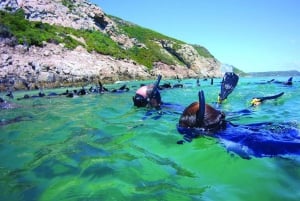 Plettenberg Bay : Nagez avec les phoques