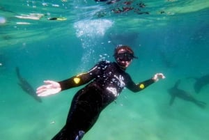 Plettenberg Bay: Schwimmen mit den Robben