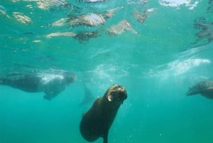 Plettenberg Bay: Nadar com as focas