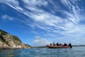 Plettenberg Bay: Zwemmen met zeehonden
